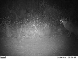 Image of Caracals