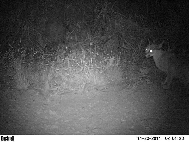 Image of Caracals