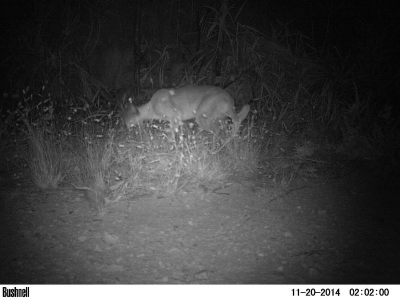 Image of Caracals