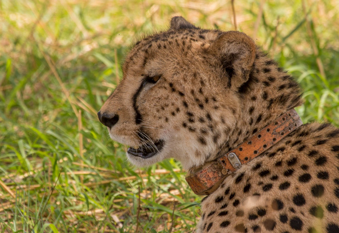 Image of Acinonyx Brookes 1828