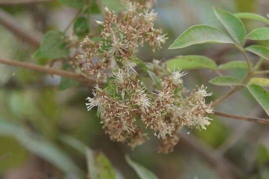 Image of Clematis javana DC.