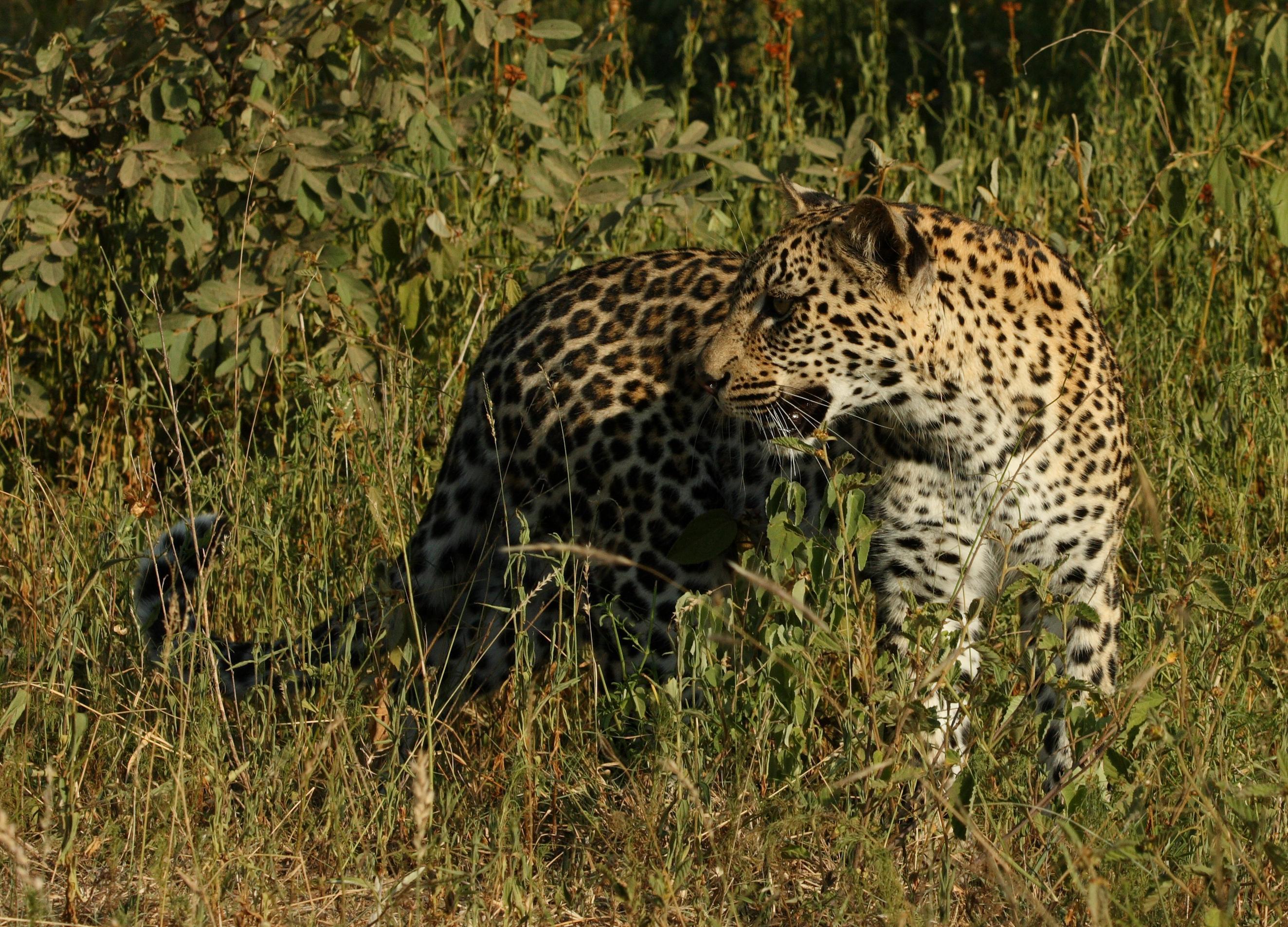 Image of Leopard