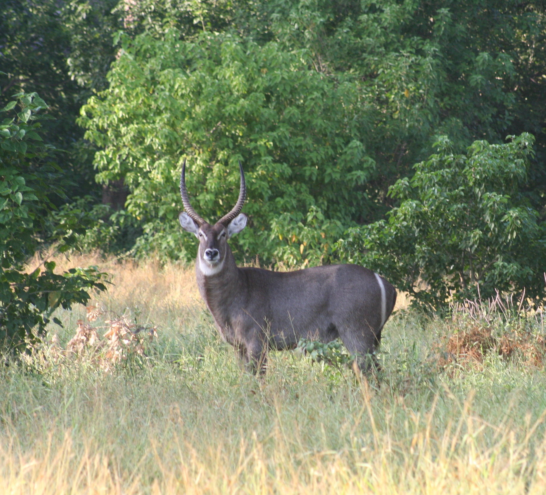 Image of Ellipsen Waterbuck