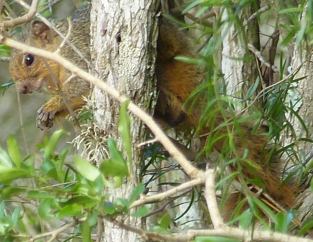 Image of Red Bush Squirrel