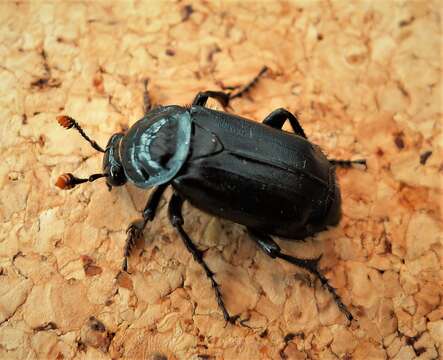 Image of Nicrophorus (Nicrophorus) humator (Gleditsch 1767)