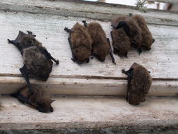 Image of Melck's House Bat