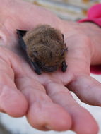 Image of Melck's House Bat