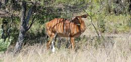 Image of Nyala