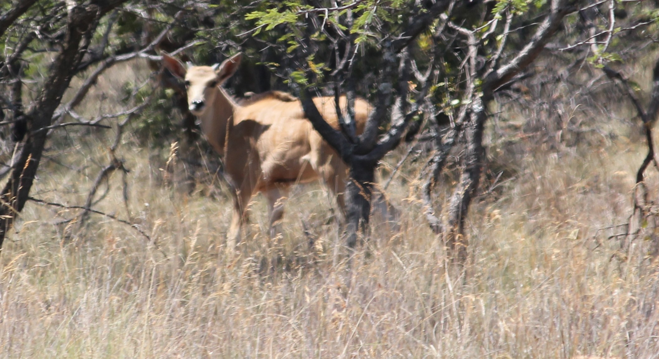 Imagem de Taurotragus oryx oryx (Pallas 1766)