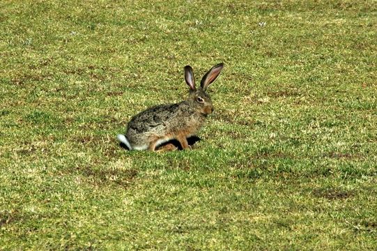 Lepus capensis Linnaeus 1758 resmi