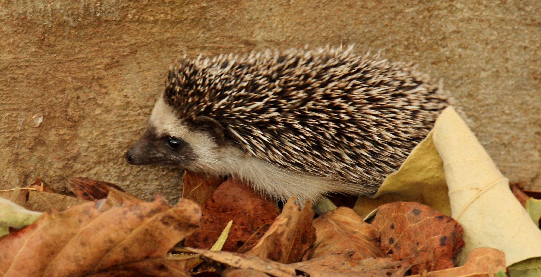 Image of Four-toed Hedgehog