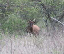 Image of Nyala