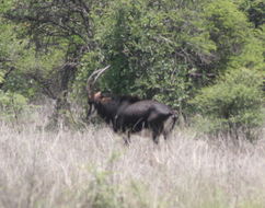 Image of Nyala