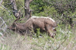 Image of Nyala