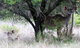 Image of Vervet Monkey