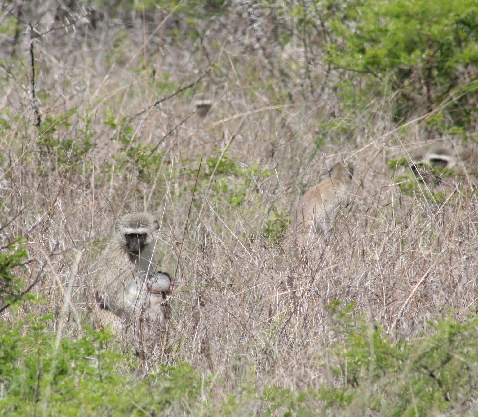 Image of Vervet Monkey