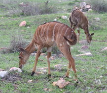 Image of Nyala