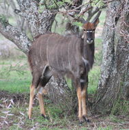 Image of Nyala