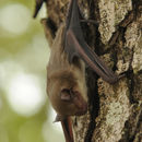 Image of White-bellied House Bat