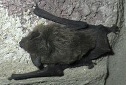 Image of Melck's House Bat