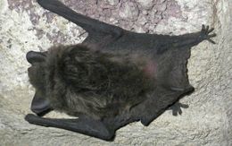 Image of Melck's House Bat