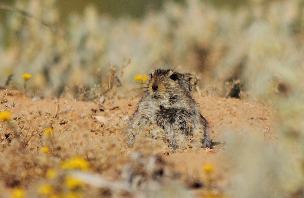 Image de Parotomys brantsii (A. Smith 1834)