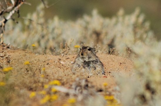 Parotomys brantsii (A. Smith 1834) resmi