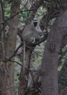 Image of Vervet Monkey