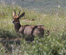 Image of Reedbuck