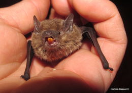 Image of Melck's House Bat