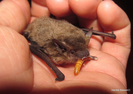 Image of Melck's House Bat