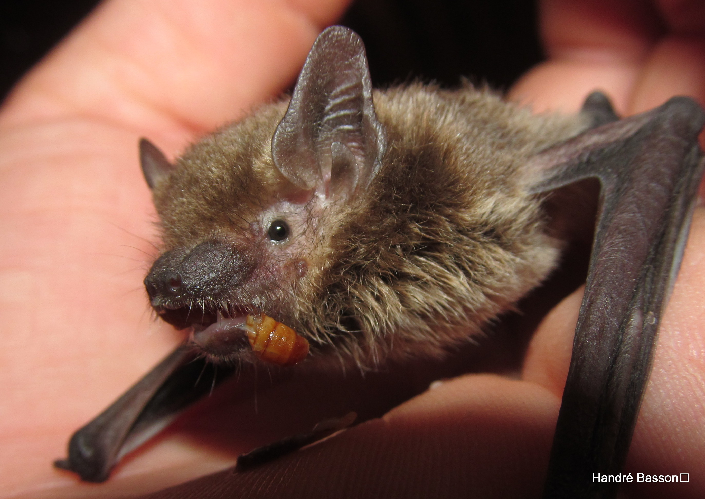 Image of Melck's House Bat