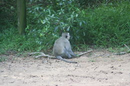 Image of Natal Duiker