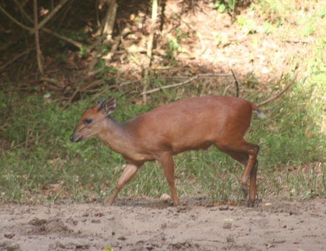 Image of Natal Duiker