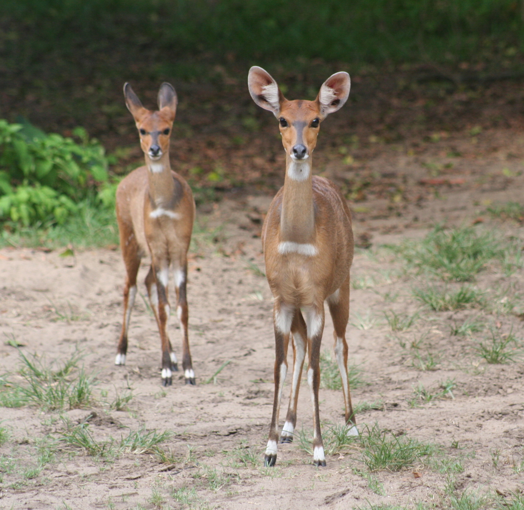 Image of Natal Duiker