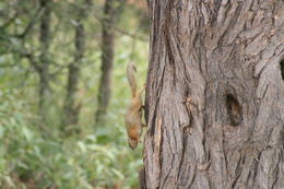 Paraxerus cepapi (A. Smith 1836)的圖片