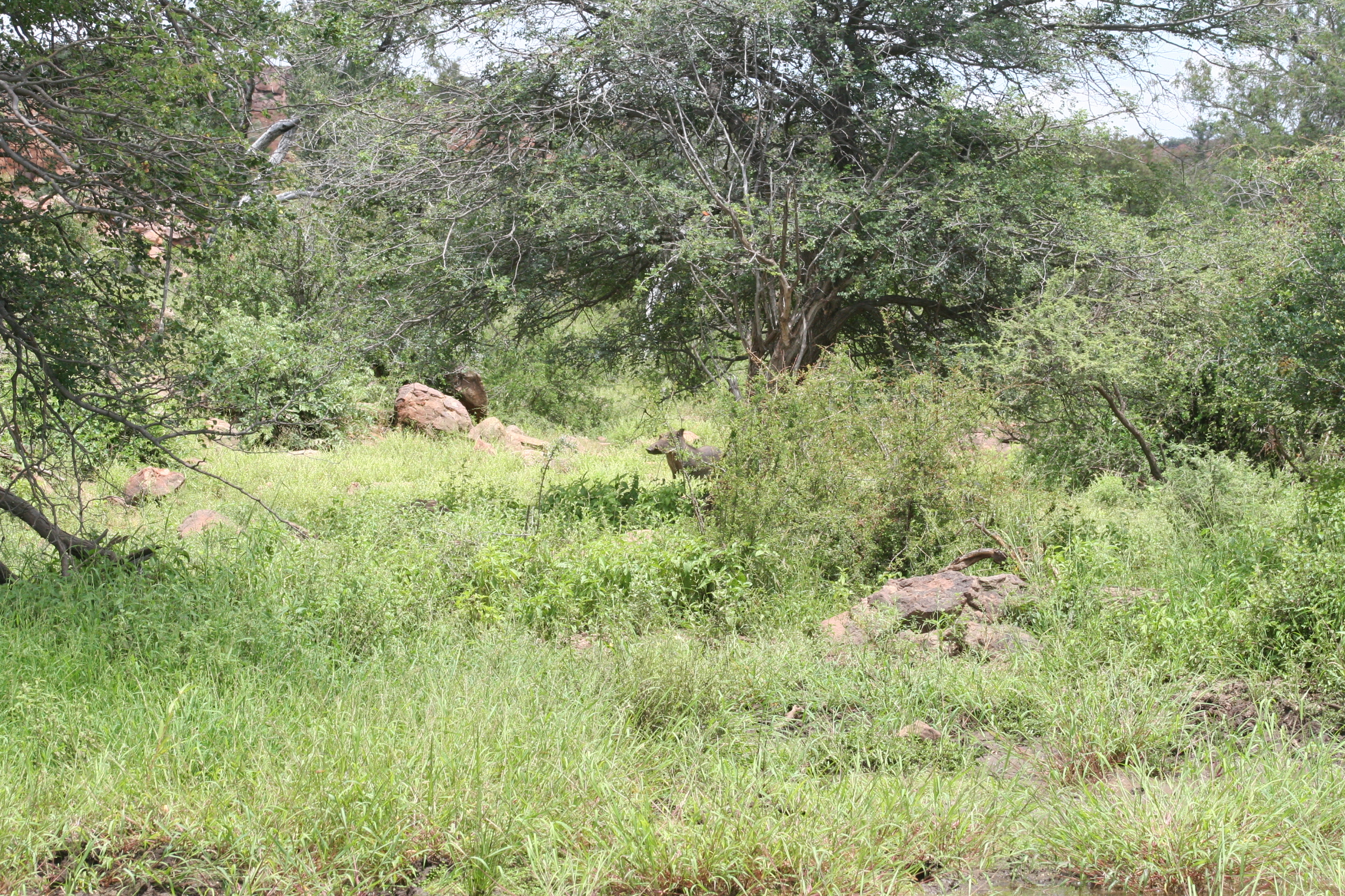 Image of Eland