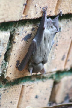 Image of African Yellow Bat