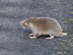 Image of Cape Dune Mole Rat