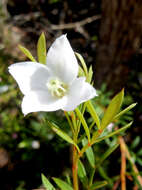 Image of Boronia floribunda Sieber ex Spreng.