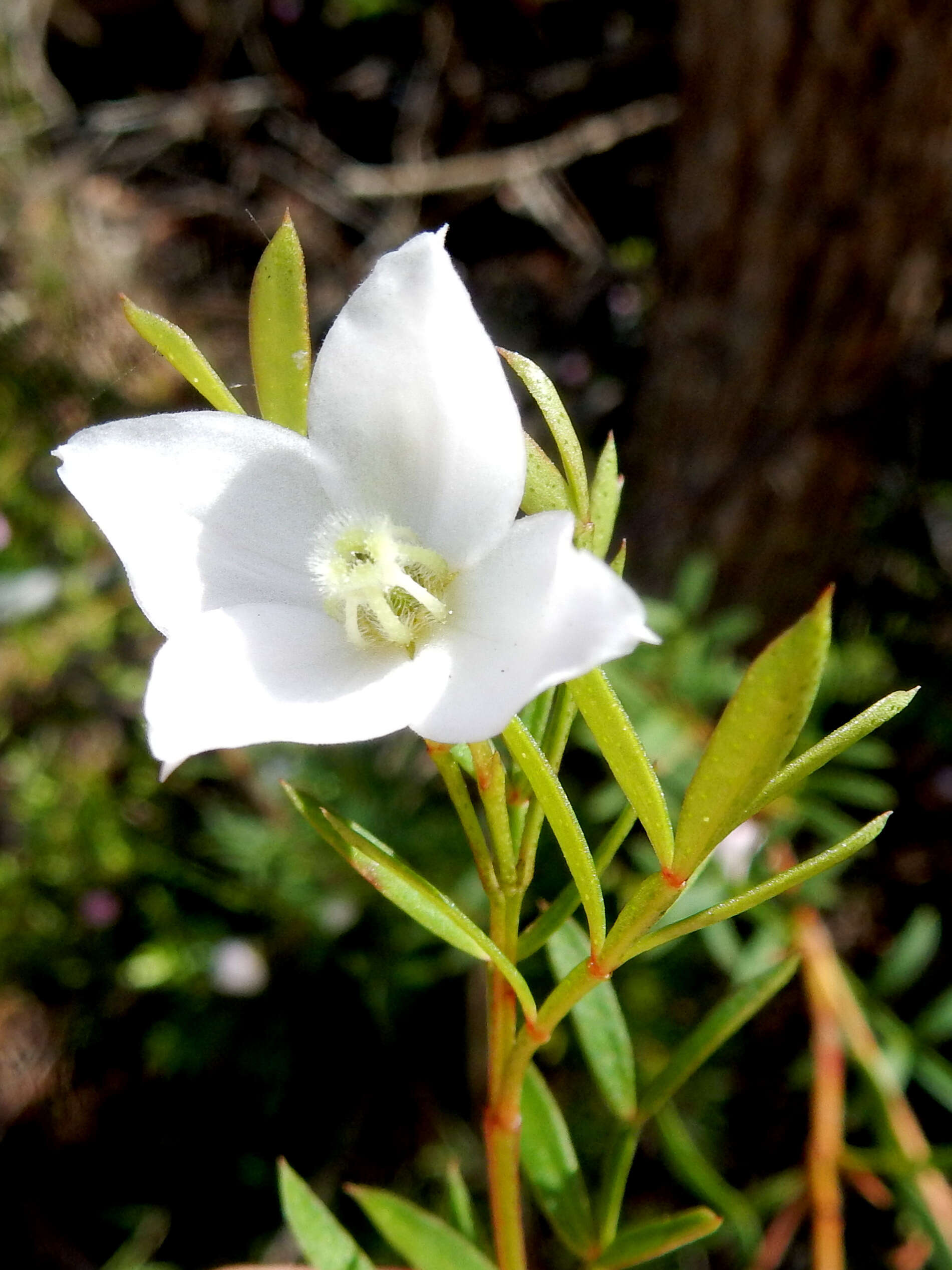 Image of Boronia floribunda Sieber ex Spreng.