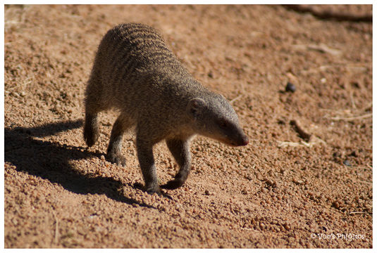 Image of Banded mongooses