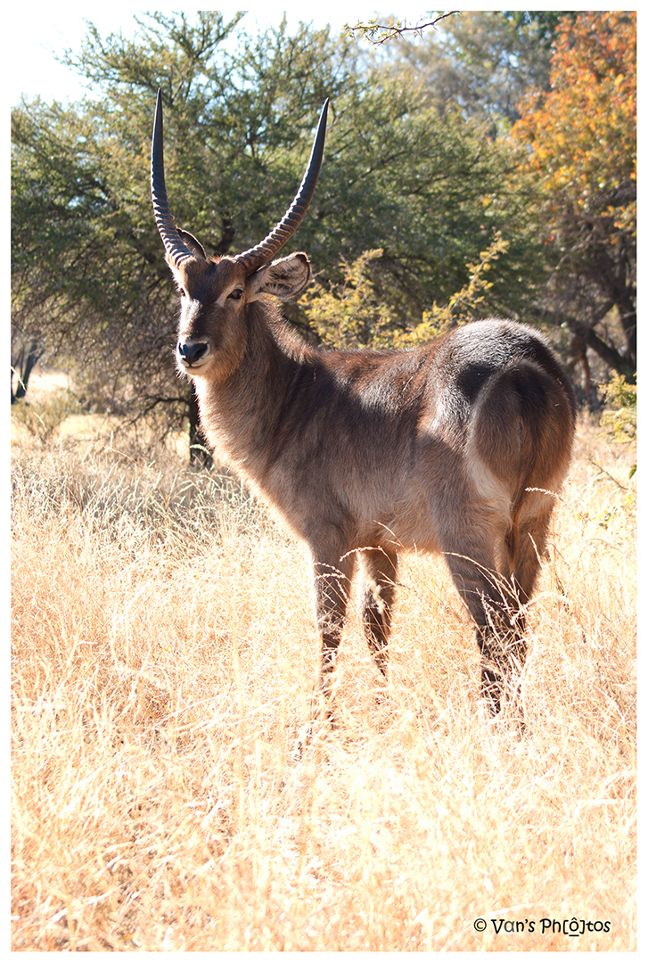 Image of Ellipsen Waterbuck