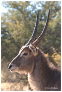 Image of Ellipsen Waterbuck