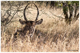 Image of Ellipsen Waterbuck