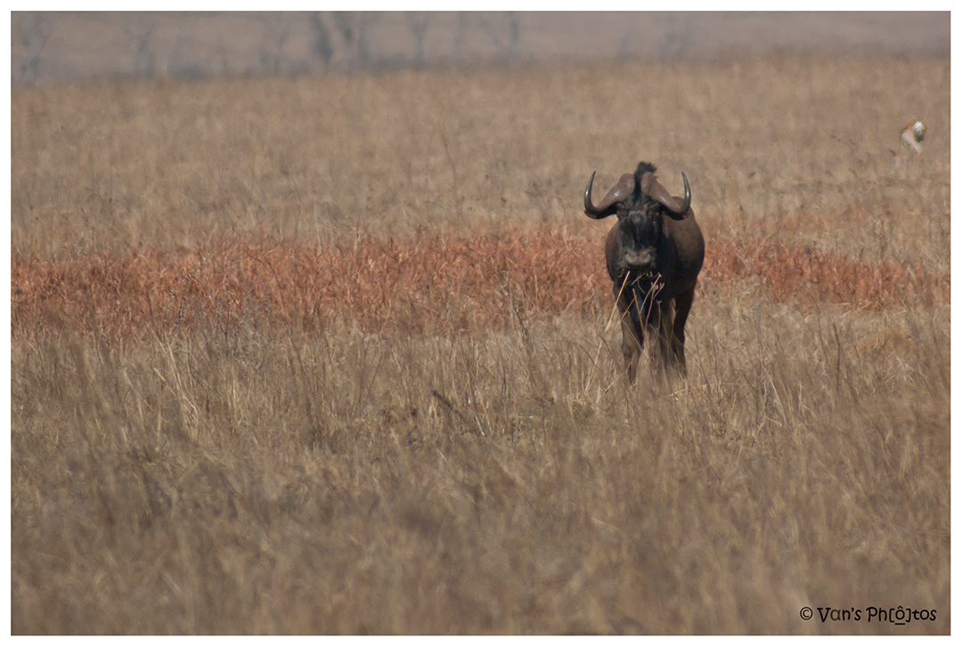 Image of Black Wildebeest