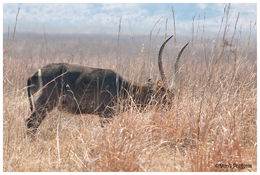 Image of Ellipsen Waterbuck