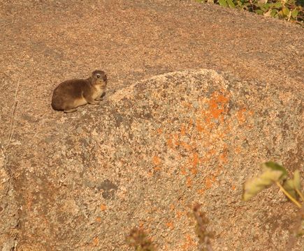 Image of Rock Hyrax