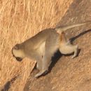 Image of Tantalus Monkey