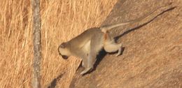Image of Tantalus Monkey